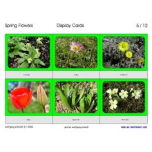 Spring Flowers (This article is also available in German)