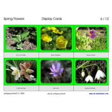 Spring Flowers (Dieser Artikel ist auch in deutsch erhältlich)