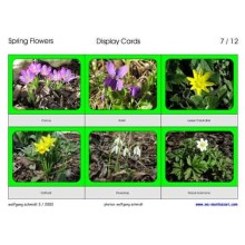 Spring Flowers (Dieser Artikel ist auch in deutsch erhältlich)