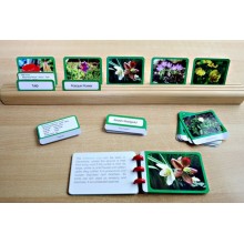 Spring Flowers (This article is also available in German)