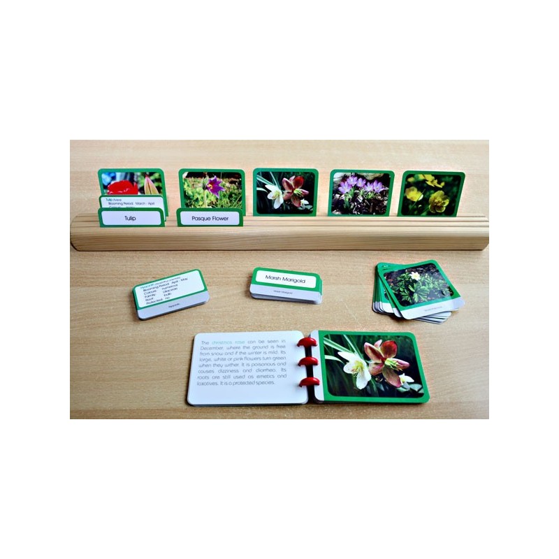 Spring Flowers (This article is also available in German)