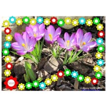 Spring Flowers (This article is also available in German)