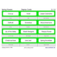 Spring Flowers (This article is also available in German)