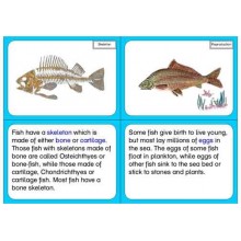 Vertebrates
