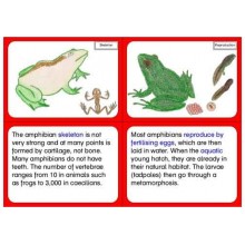 Vertebrates