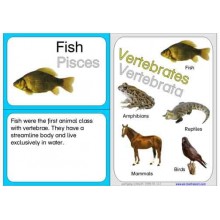 Vertebrates