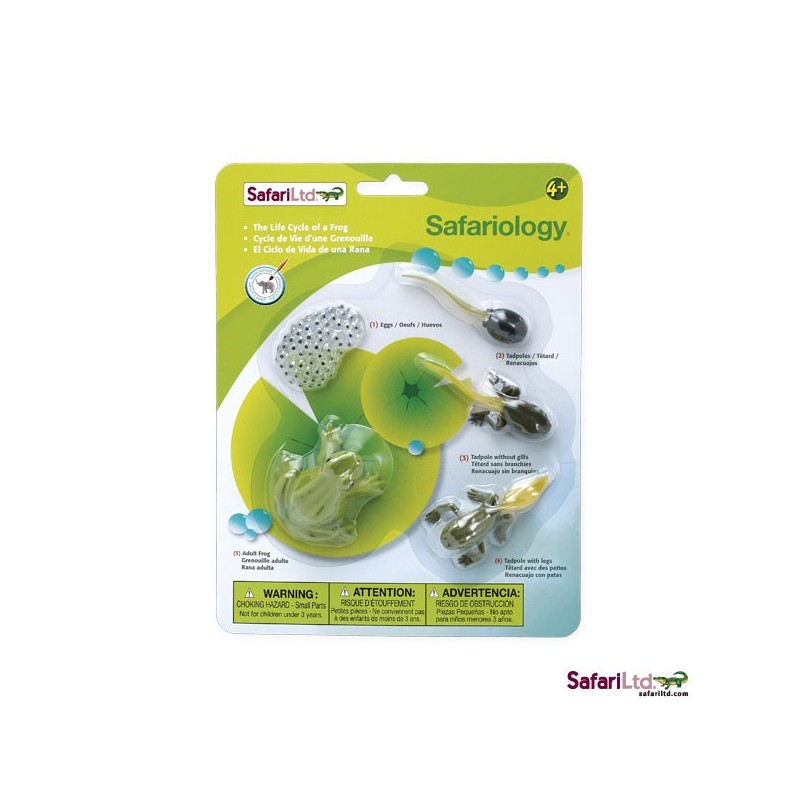 Lebenszyklus Frosch Lebenszyklus Frosch