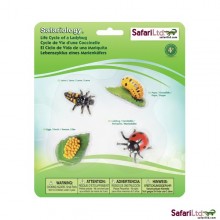 Ladybug life cycle
