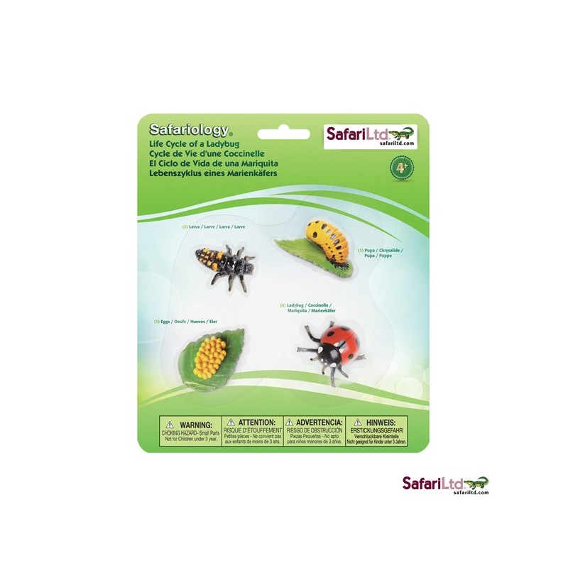 Ladybug life cycle Ladybug life cycle