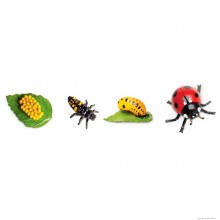 Ladybug life cycle