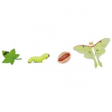 Life cycle moth (moth)