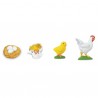 Chicken life cycle