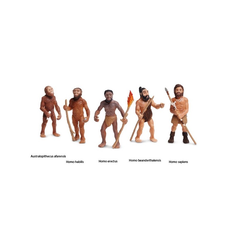 Human evolution