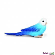 Blue budgie