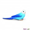 Blue budgie Blue budgie