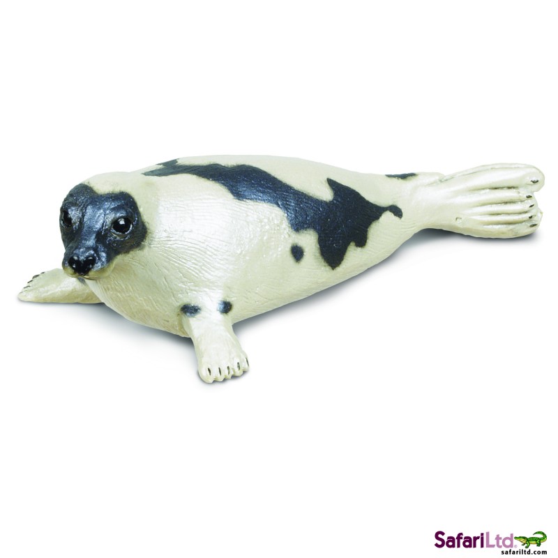 Sattelrobbe Sattelrobbe