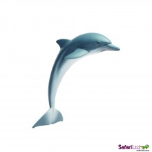 dolphin