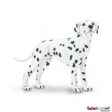 Dalmatian