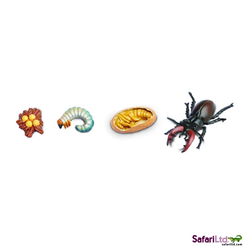 Stag beetle life cycle Stag beetle life cycle