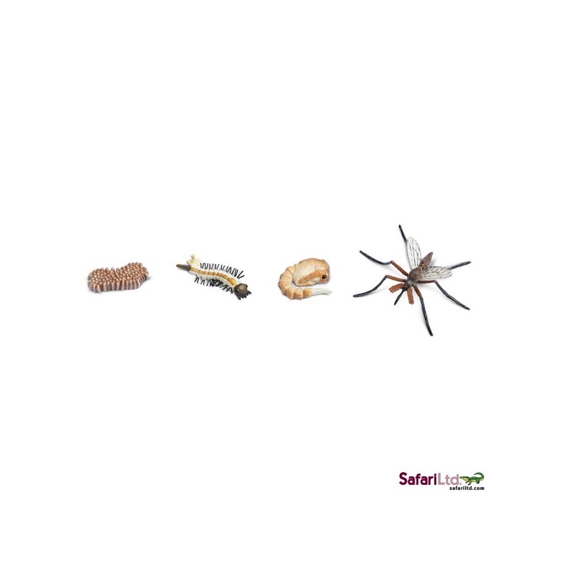 Life cycle mosquito Life cycle mosquito