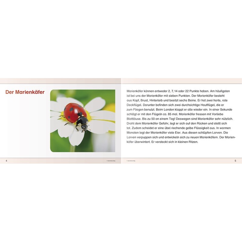 Ich kenne Insekten und Spinnen Ich kenne Insekten und Spinnen