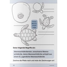 I know the sea turtle