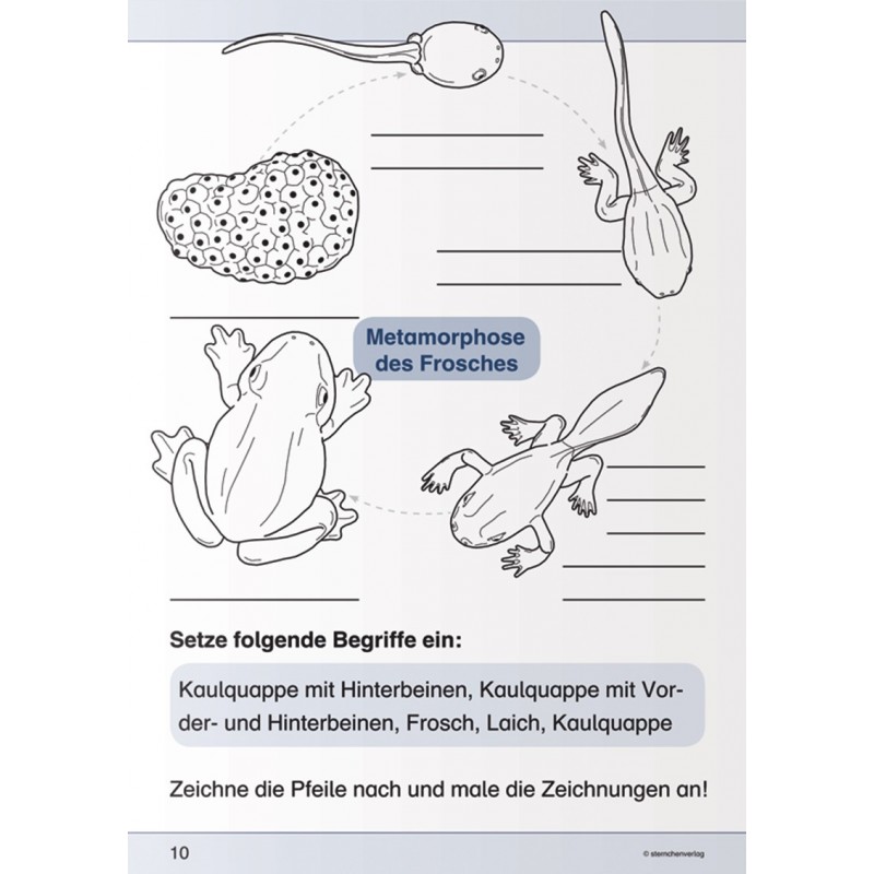 Ich kenne den Frosch Ich kenne den Frosch