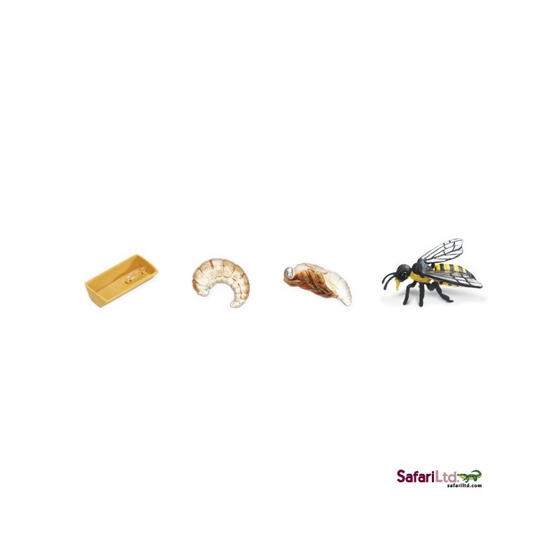 Honeybee life cycle Honeybee life cycle