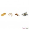 Honeybee life cycle Honeybee life cycle