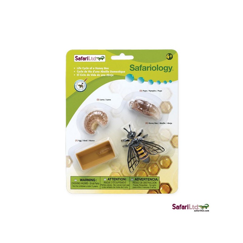 Honeybee life cycle Honeybee life cycle