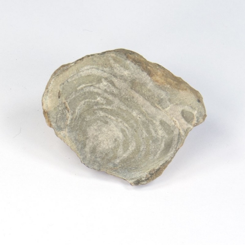 Fossil snail Fossil snail