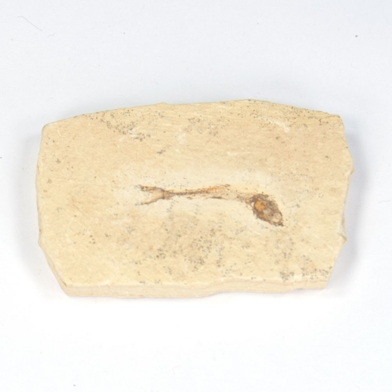 Knochenfischerl Knochenfischerl