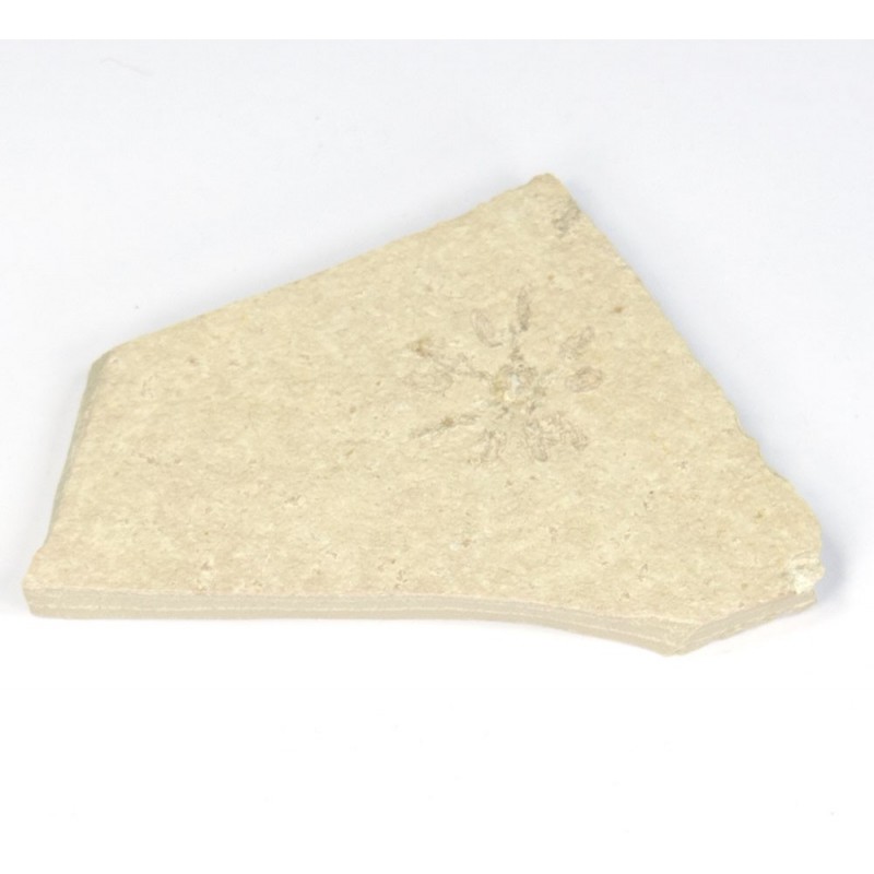 Schlangensterne Schlangensterne