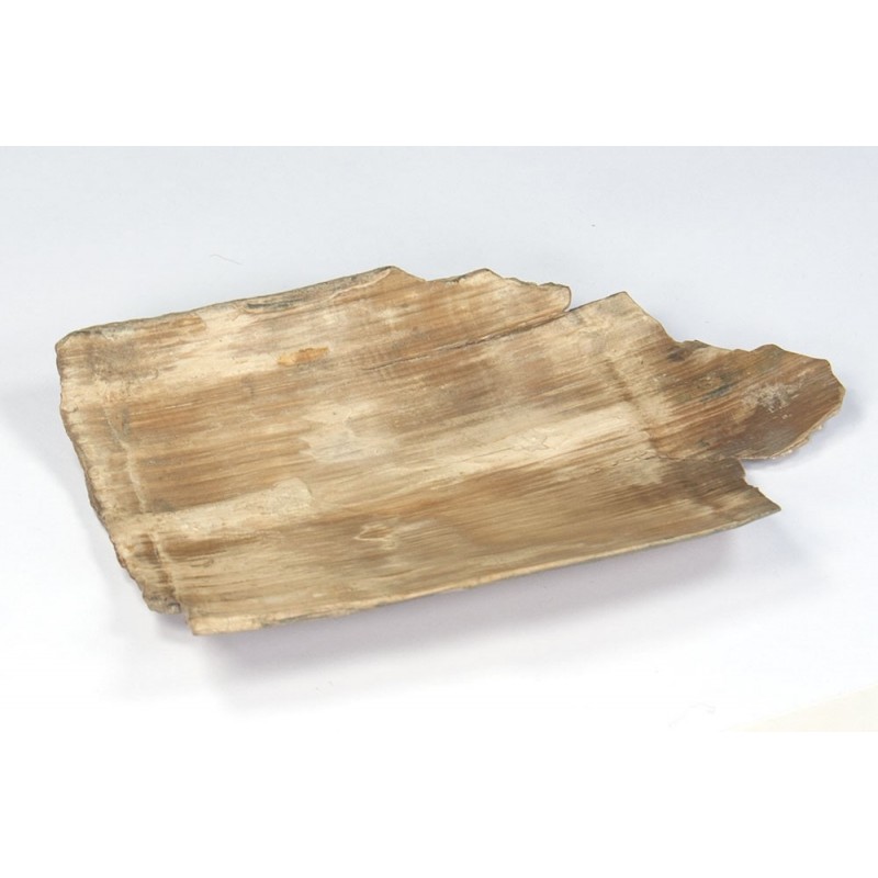 Mammoth tooth plate Mammoth tooth plate