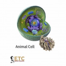 Animal Cell (2016 Release)