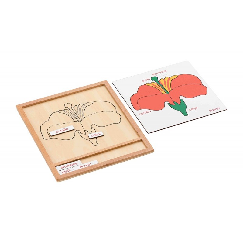 Farebná botanická puzzle aktivita set-kvetina