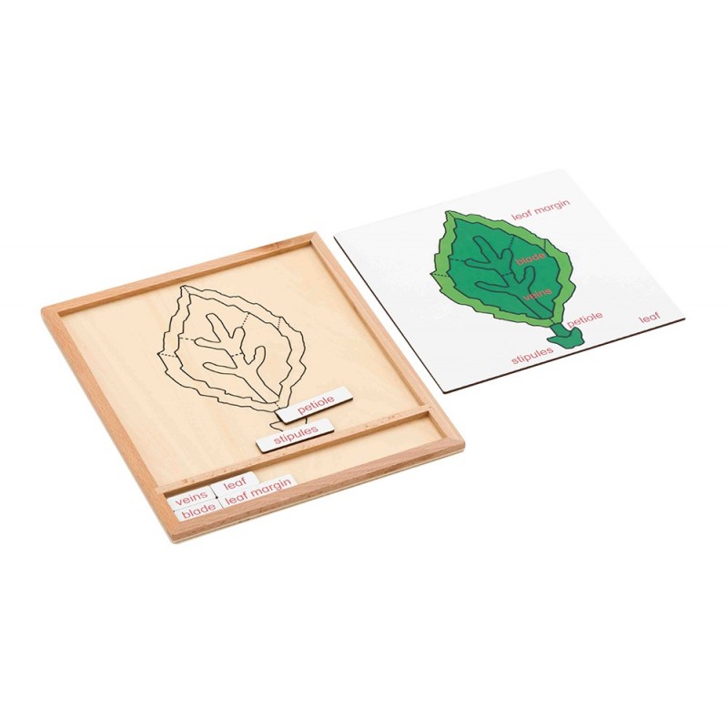 Colored botany puzzle activity setleaf