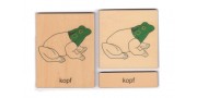 Klassifikation Körperbau Frosch
