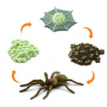 Spider life cycle
