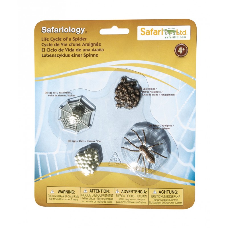 Životný cyklus pavúka Životný cyklus pavúka