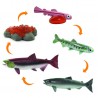 Salmon life cycle Salmon life cycle