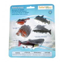Salmon life cycle