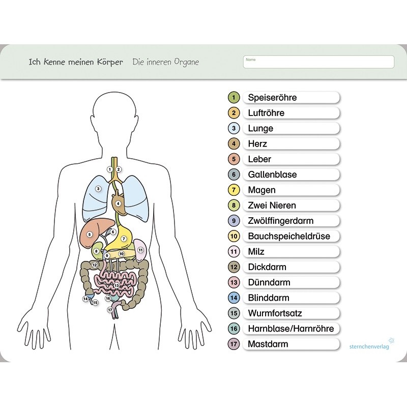I know my body – The internal organs - without a pen