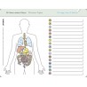 I know my body – The internal organs - without a pen