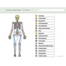 I know my body – The skeleton - without a pen