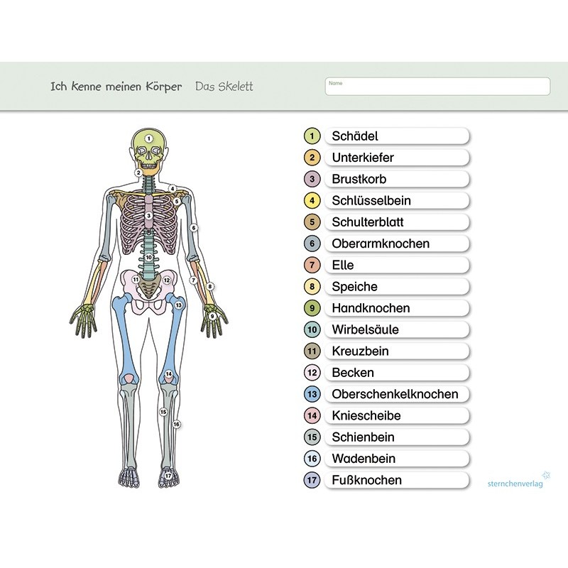 I know my body – The skeleton - without a pen