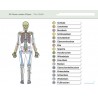 I know my body – The skeleton - without a pen