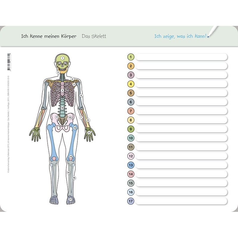 I know my body – The skeleton - without a pen