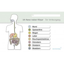 copy of I know my body - the digestive tract