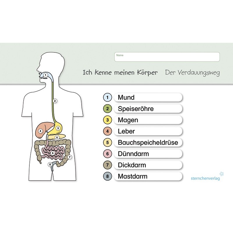 I know my body – The digestive path - without a pen